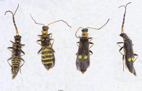 Réf. 325 274 : Malthodes minimus
